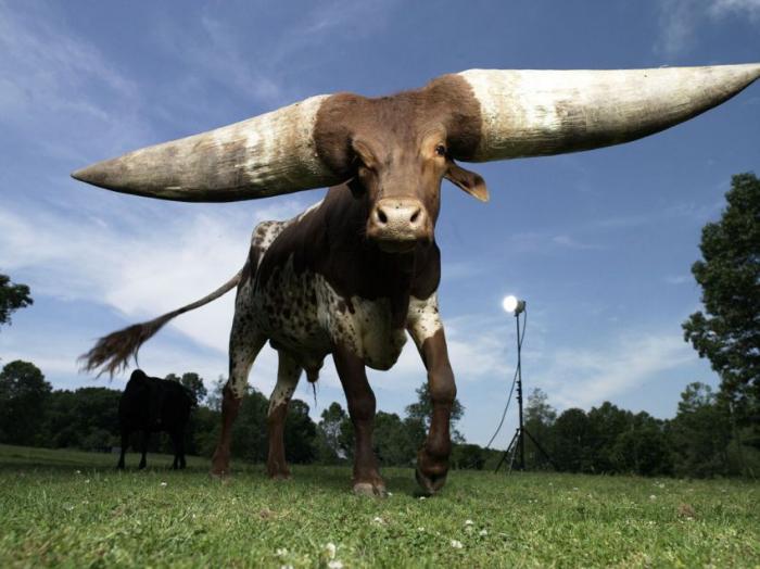 Самый рогатый бык в мире 