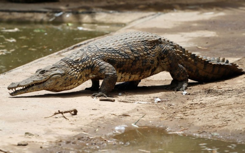  15 тысяч крокодилов сбежали с фермы в ЮАР и терроризируют местное население 