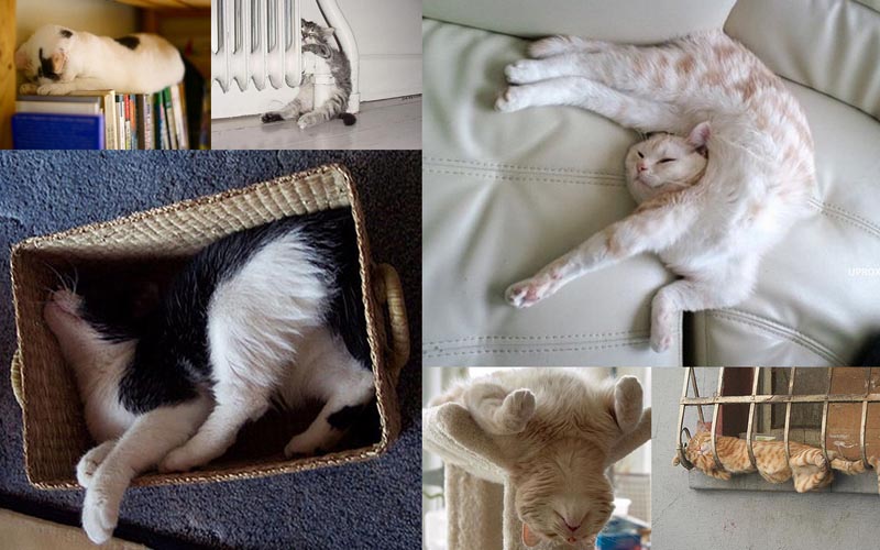  25 кошачьих поз для сна 