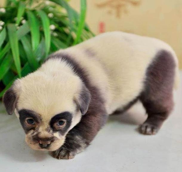 Очаровательные щенки похожие на панд из Китая 