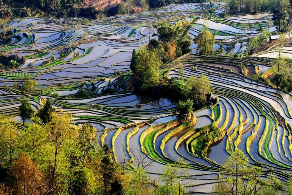 Удивительные пейзажи рисовых террас 