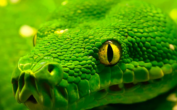 Анаконда – самая большая змея в мире 
