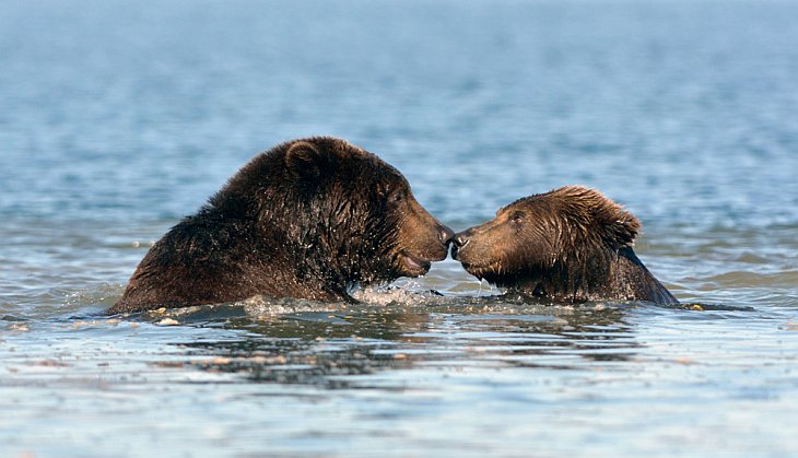 Медвежий край-Камчатка 