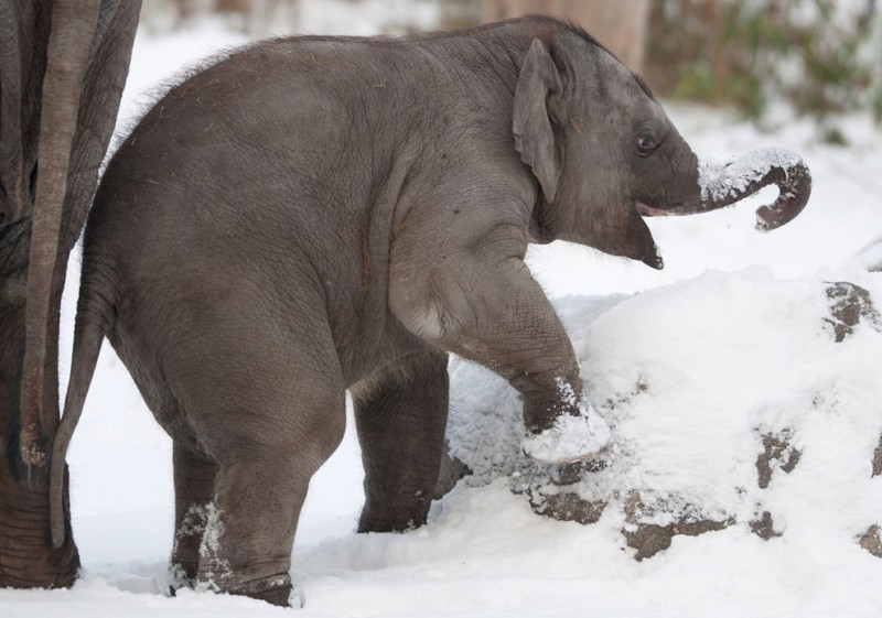  Берлинский слонёнок в восторге от снега 