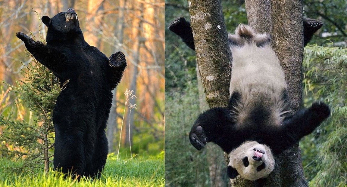 Необычные моменты из жизни медведей 