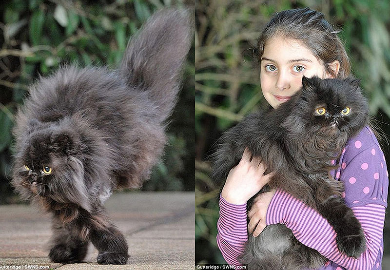  Двуногий персидский кот 