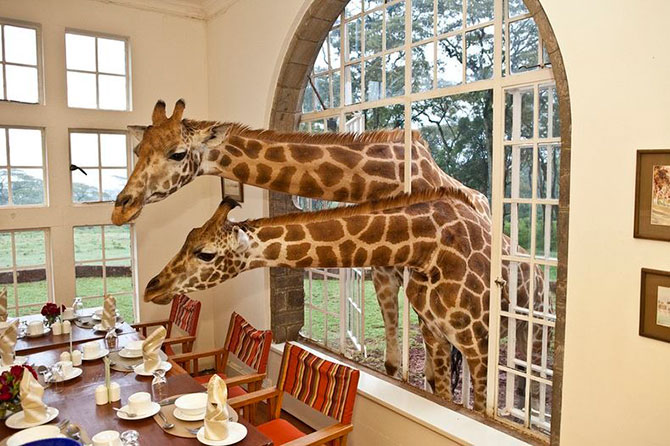 Завтрак с жирафами 