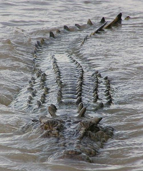 Крокодил-монстр 