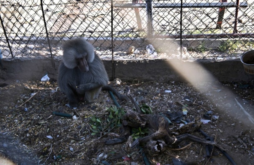 Жертвы войны — звери из зоопарка в Секторе Газа 