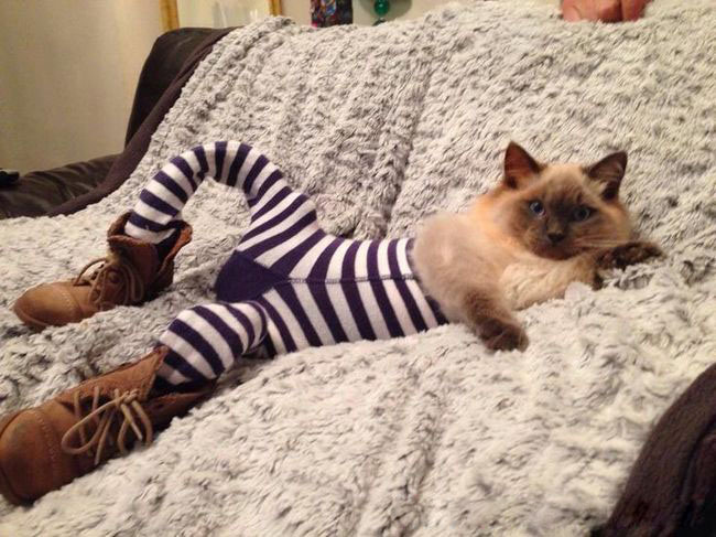 Коты в колготках - новый тренд в кошачей моде 