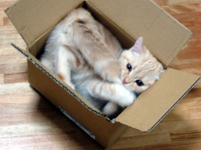 Коты и коробки 