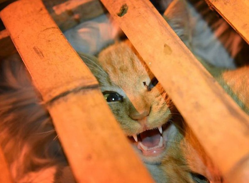  Китайские волонтеры спасают 1000 кошек от участи быть съеденными 