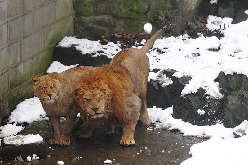  Посетители китайского зоопарка забросали львов снежками 