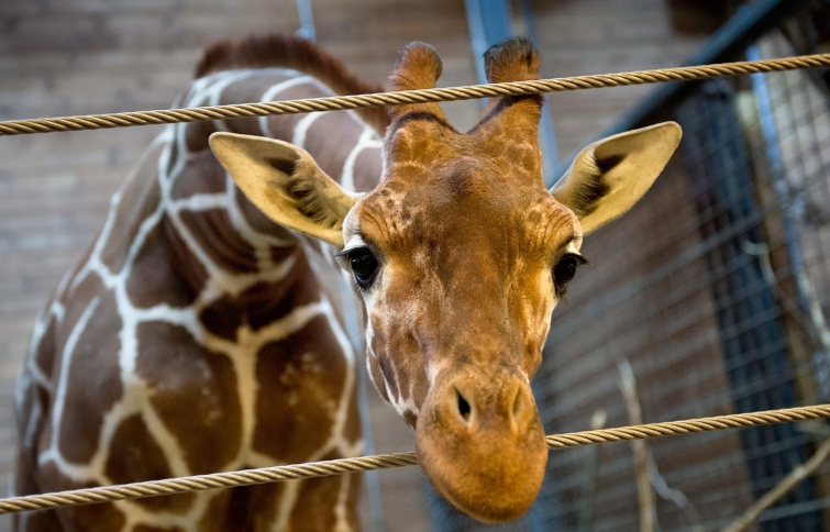 Хладнокровное убийство жирафа на глазах у детей