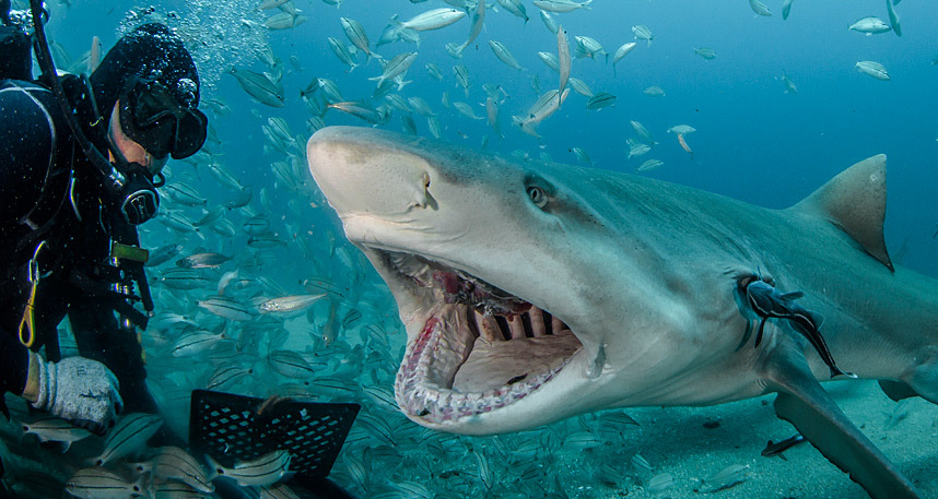 Дайвинг-туристы кормят с рук лимонную акулу 