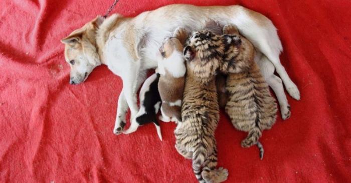 Собака стала приемной мамой для тигрят 