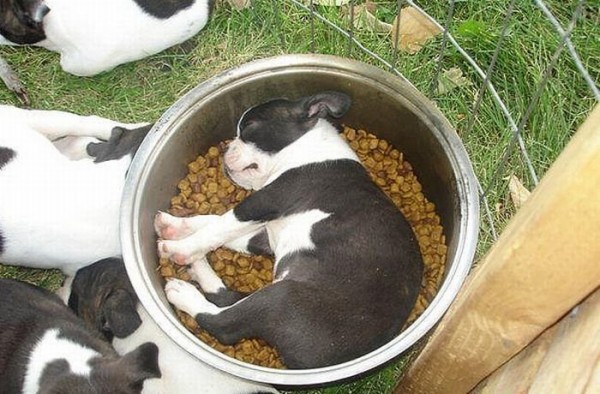 Собаки уснули во время приёма пищи 