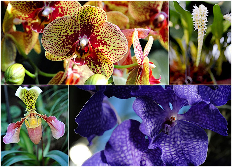  Экзотические орхидеи 