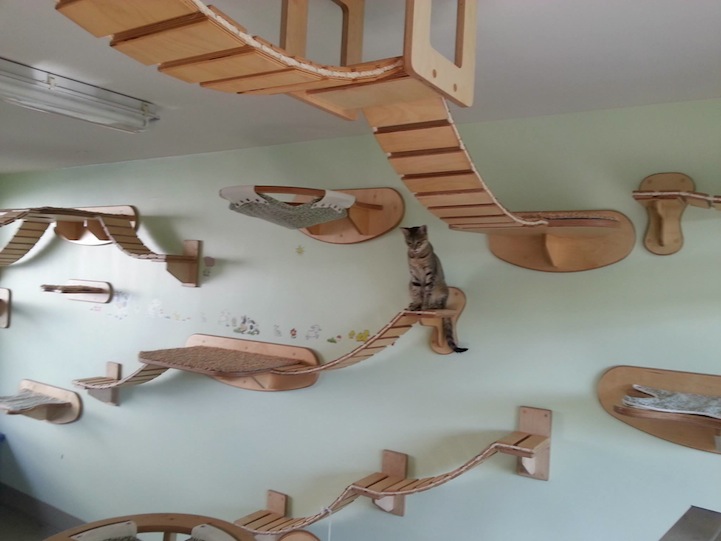 Мебель разработанная специально для кошек 