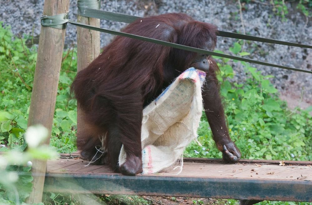 Самка орангутанга поразила посетителей зоопарка, сделав себе платье из мешка 
