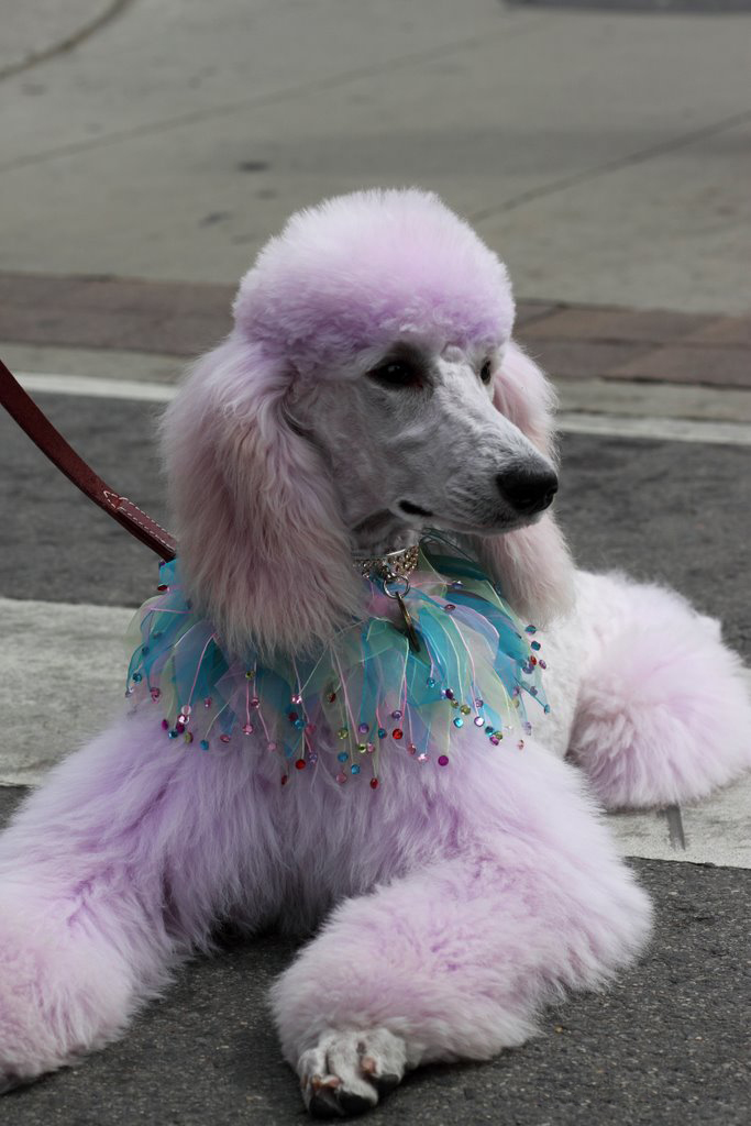 Фестиваль собак  в Торонто 
