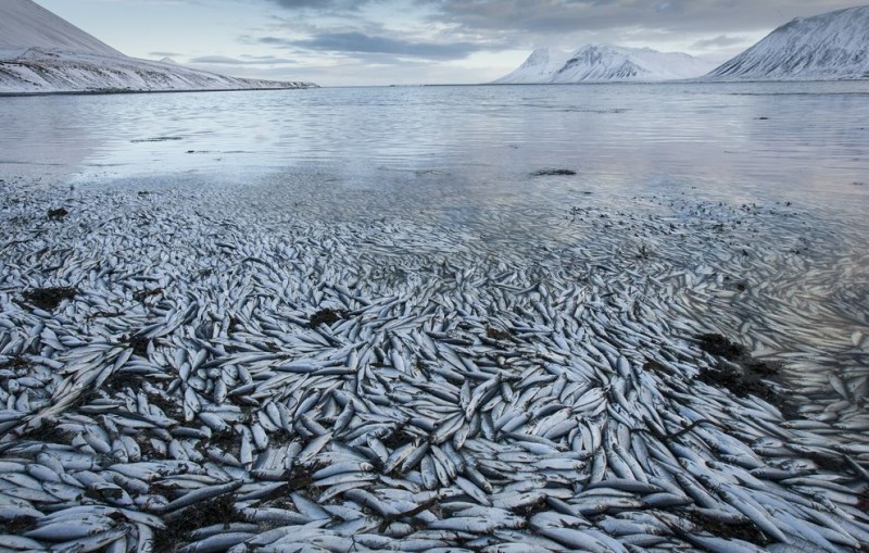  Рыбный апокалипсис в Исландии – погибло 30.000 тонн сельди 