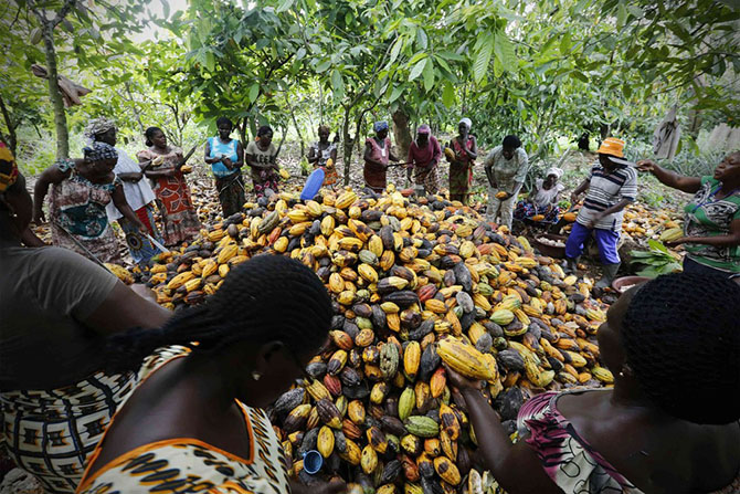 Как женщины в Африке выращивают какао 