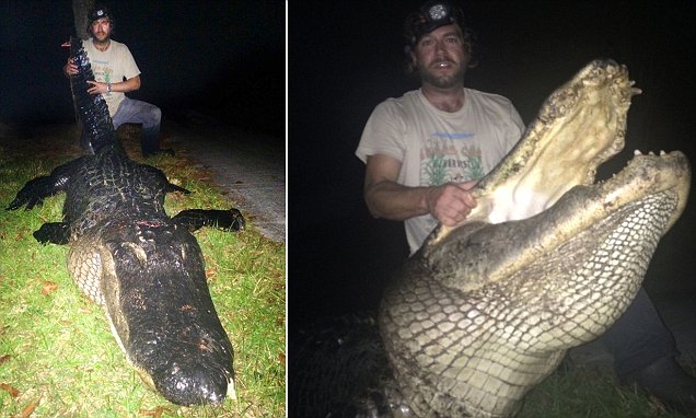 Огромного 320-килограммового аллигатора убил охотник 