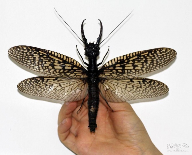 В китайской провинции Сычуань обнаружено крупнейшее водное насекомое в мире 