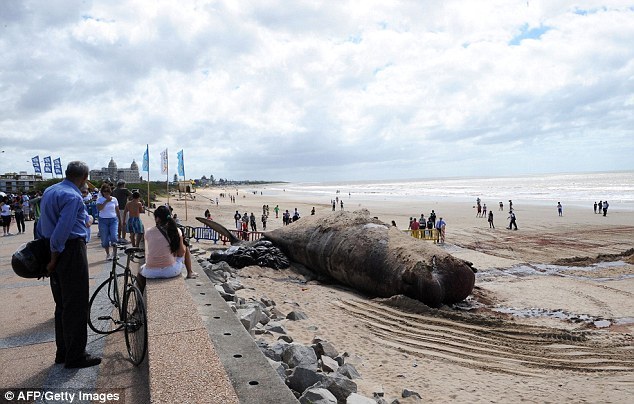 В Уругвае нашли мертвого кита 