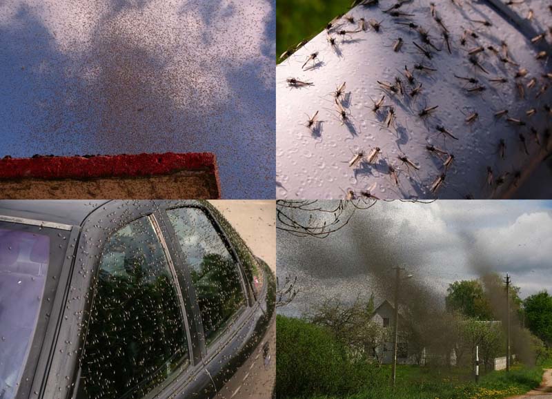  Нашествие комаров на деревню в Беларуси 
