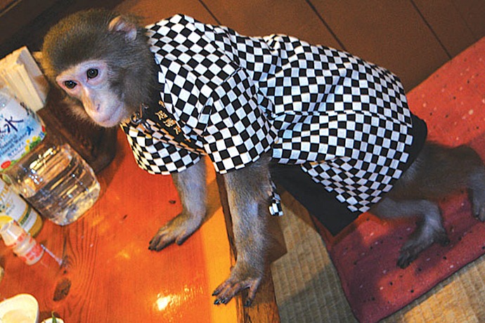 В японском ресторане официантами работают обезьяны 