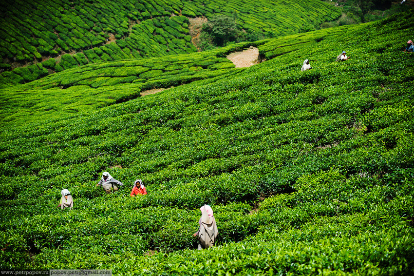Как собирают чай в Индии 