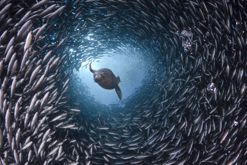  Жизнь в океане – подводные фотографии Дэвида Флитэма 