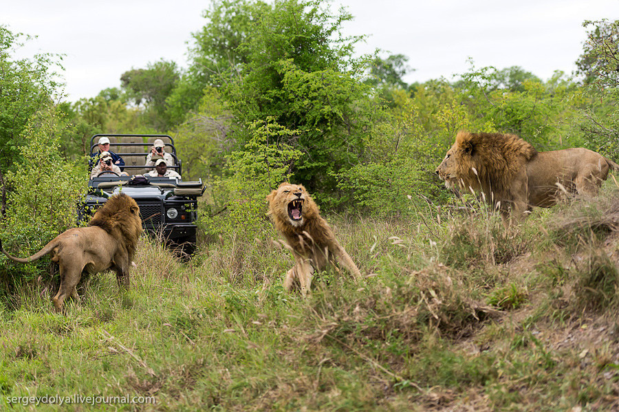 Битва африканских львов 