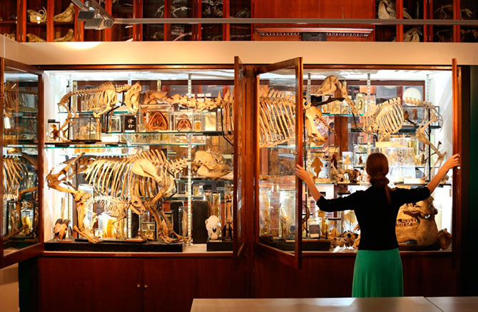 Лондонский музей зоологии и сравнительной анатомии Гранта 
