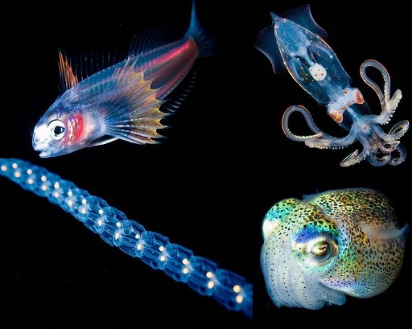 Светящиеся существа из морских глубин 