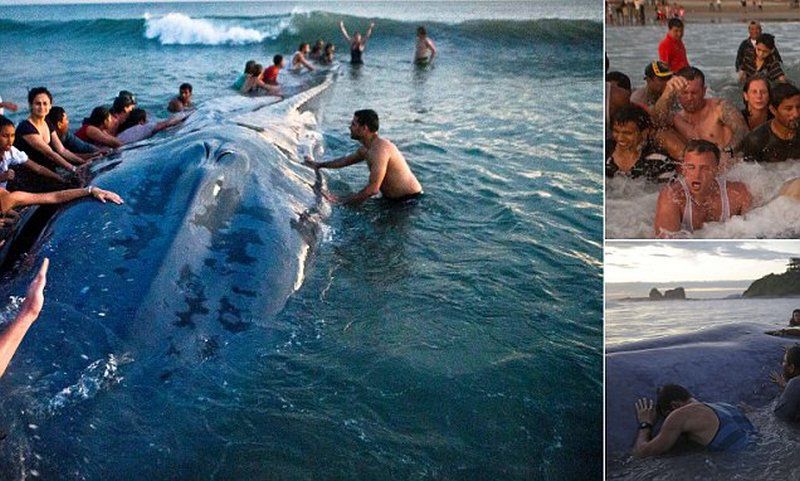 Более 50 человек пытались вернуть в море выбросившегося на берег кита 