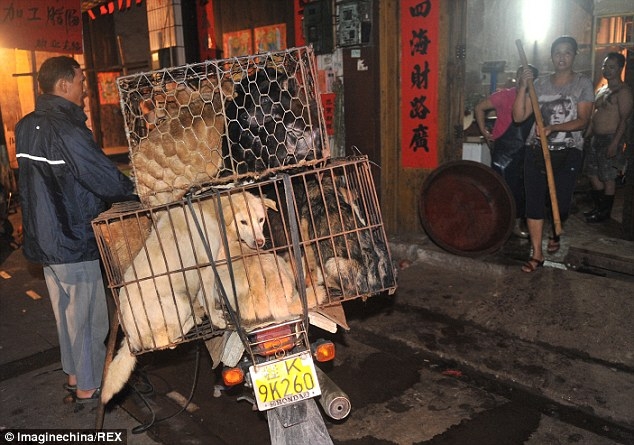 Самый жестокий в мире "Фестиваль собачьего мяса" в Китае 