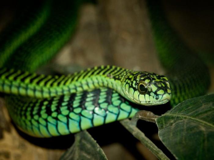 Самые опасные змеи в мире  