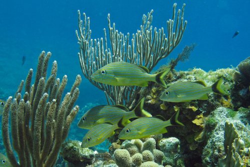 Самые живописные коралловые рифы на планете 