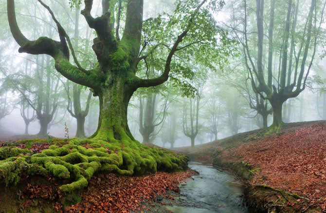 Мистический лес Страны басков 
