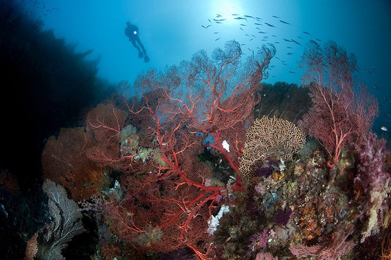 Жизнь океана в подводной фотографии Энди Лернера 