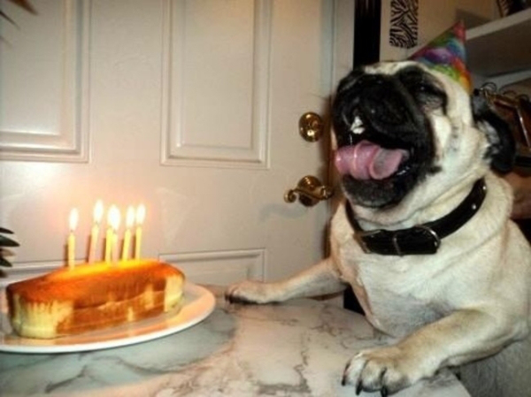 Животные тоже любят праздновать дни рождения 