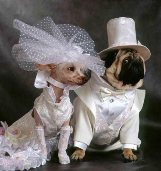Красивые свадьбы животных 