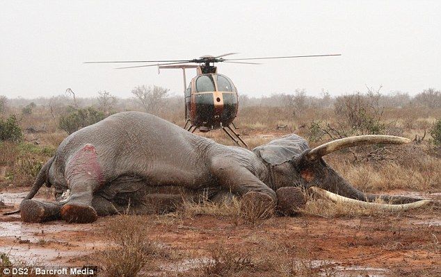 Спасение раненного слона 