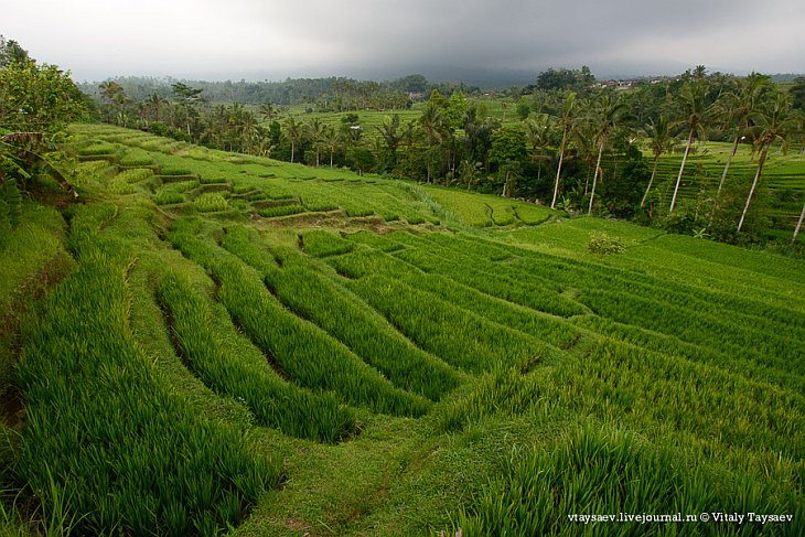 Рисовые террасы в Индозении — всемирное наследие ЮНЕСКО 