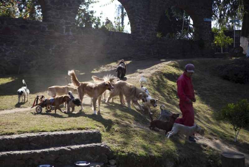  Приют для бездомных собак-инвалидов в Мехико 