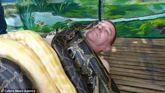 Змеиный массаж от четырех огромных питонов 