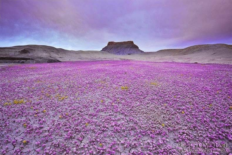 Пустынные цветы Колорадо 